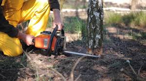 Best Tree Removal  in Amberley, OH