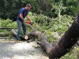 Best Tree Cabling and Bracing  in Amberley, OH